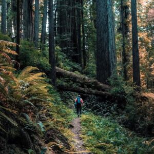 A hiker on a forest trail with ferns