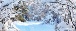 A snowy trail through trees